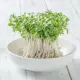 Sulforafan 400 mcg z Kiełków Brokułu BroccoPhane® Standaryzowany (100 tab) VEGE Aliness