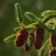Olejek Eteryczny Pichtowy z Jodły Syberyjskiej 100% Naturalny 10 ml Etja