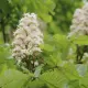 Fitoregulator z Kasztanowcem Zwyczajnym Specjalistyczny Krem Regenerujący do Twarzy i Ciała 50 g Organic Life