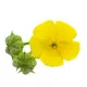 Tribulus Terrestris Saponiny 200 mg Standaryzowany Ekstrakt z Owoców Buzdyganka Naziemnego DER 10:1 (120 kaps) Osavi