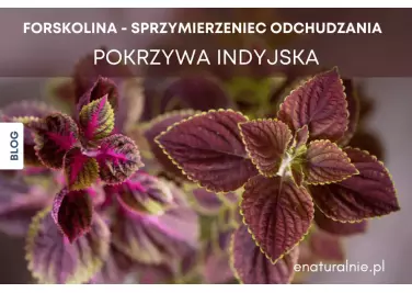 Pokrzywa Indyjska (Forskolina) - Istotna Pomoc w Odchudzaniu